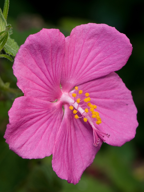 Rock Rose Ecotopes