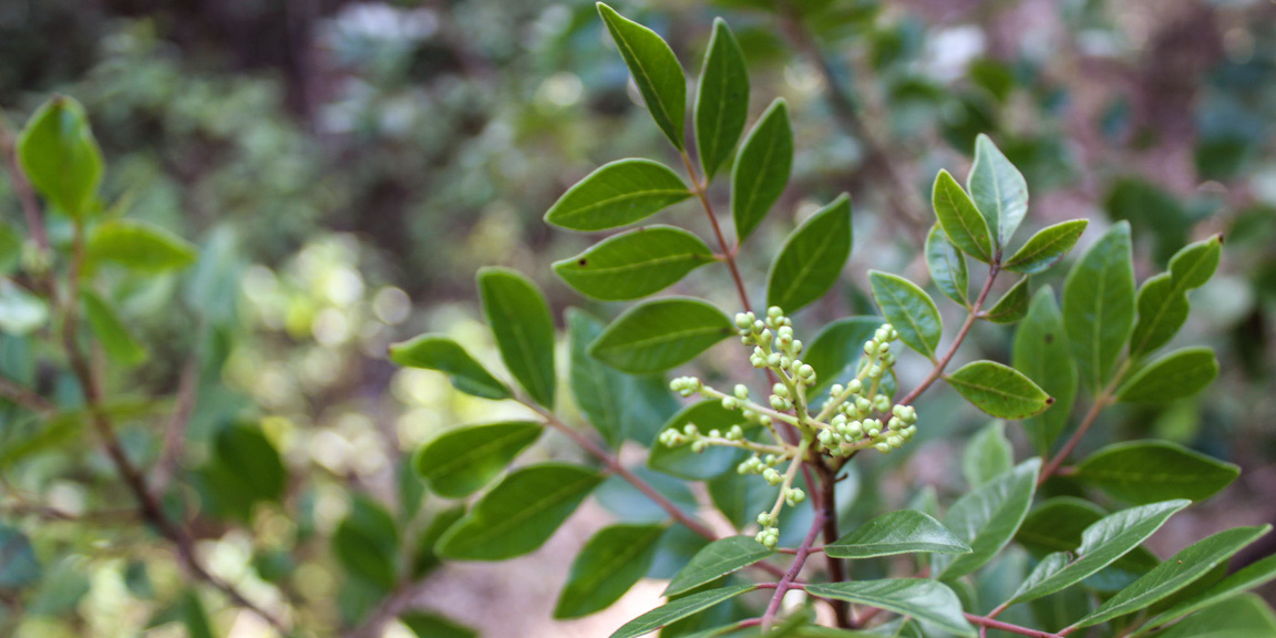 RHVI3 (evergreen sumac) ecotopes