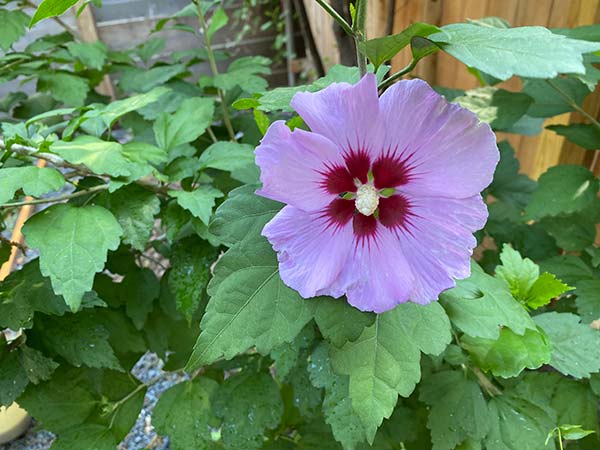 tree-hibiscus | ecotopes